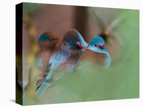 Blue-Capped Cordon Bleu-Adam Jones-Stretched Canvas