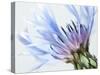 Blue Centaurea-Frances Gallogly-Stretched Canvas