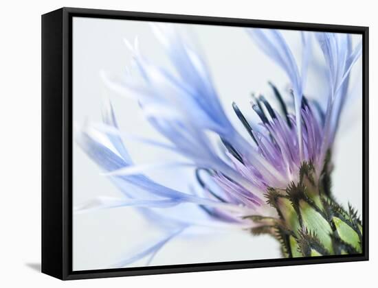 Blue Centaurea-Frances Gallogly-Framed Stretched Canvas