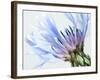 Blue Centaurea-Frances Gallogly-Framed Photographic Print