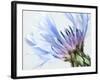 Blue Centaurea-Frances Gallogly-Framed Photographic Print