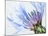 Blue Centaurea-Frances Gallogly-Mounted Photographic Print