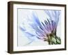 Blue Centaurea-Frances Gallogly-Framed Photographic Print