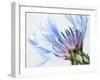 Blue Centaurea-Frances Gallogly-Framed Photographic Print