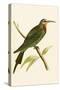 Blue Cheeked Bee Eater,  from 'A History of the Birds of Europe Not Observed in the British Isles'-English-Stretched Canvas