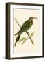 Blue Cheeked Bee Eater,  from 'A History of the Birds of Europe Not Observed in the British Isles'-English-Framed Giclee Print