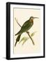 Blue Cheeked Bee Eater,  from 'A History of the Birds of Europe Not Observed in the British Isles'-English-Framed Giclee Print
