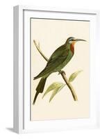 Blue Cheeked Bee Eater,  from 'A History of the Birds of Europe Not Observed in the British Isles'-English-Framed Giclee Print