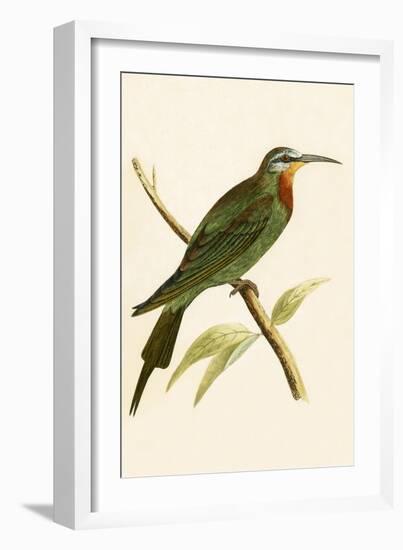 Blue Cheeked Bee Eater,  from 'A History of the Birds of Europe Not Observed in the British Isles'-English-Framed Giclee Print