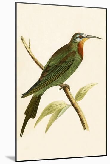 Blue Cheeked Bee Eater,  from 'A History of the Birds of Europe Not Observed in the British Isles'-English-Mounted Giclee Print