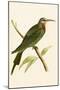 Blue Cheeked Bee Eater,  from 'A History of the Birds of Europe Not Observed in the British Isles'-English-Mounted Giclee Print
