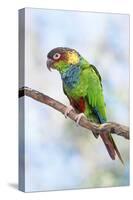 Blue-Chested Parakeet-null-Stretched Canvas