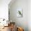 Blue-Chested Parakeet-null-Stretched Canvas displayed on a wall