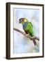 Blue-Chested Parakeet-null-Framed Photographic Print