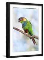 Blue-Chested Parakeet-null-Framed Photographic Print