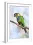 Blue-Chested Parakeet-null-Framed Photographic Print