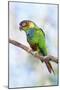 Blue-Chested Parakeet-null-Mounted Photographic Print