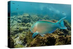 Blue-Chin Parrotfish (Scarus Ghobban), Galapagos Islands, Ecuador-Pete Oxford-Stretched Canvas