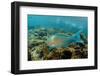 Blue-Chin Parrotfish (Scarus Ghobban), Galapagos Islands, Ecuador-Pete Oxford-Framed Photographic Print