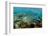 Blue-Chin Parrotfish (Scarus Ghobban), Galapagos Islands, Ecuador-Pete Oxford-Framed Photographic Print