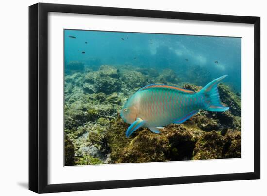 Blue-Chin Parrotfish (Scarus Ghobban), Galapagos Islands, Ecuador-Pete Oxford-Framed Photographic Print