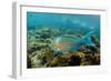 Blue-Chin Parrotfish (Scarus Ghobban), Galapagos Islands, Ecuador-Pete Oxford-Framed Photographic Print