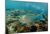 Blue-Chin Parrotfish (Scarus Ghobban), Galapagos Islands, Ecuador-Pete Oxford-Mounted Photographic Print