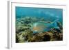 Blue-Chin Parrotfish (Scarus Ghobban), Galapagos Islands, Ecuador-Pete Oxford-Framed Photographic Print