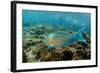 Blue-Chin Parrotfish (Scarus Ghobban), Galapagos Islands, Ecuador-Pete Oxford-Framed Photographic Print