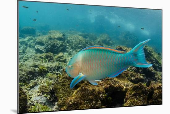 Blue-Chin Parrotfish (Scarus Ghobban), Galapagos Islands, Ecuador-Pete Oxford-Mounted Photographic Print