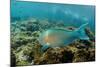 Blue-Chin Parrotfish (Scarus Ghobban), Galapagos Islands, Ecuador-Pete Oxford-Mounted Photographic Print