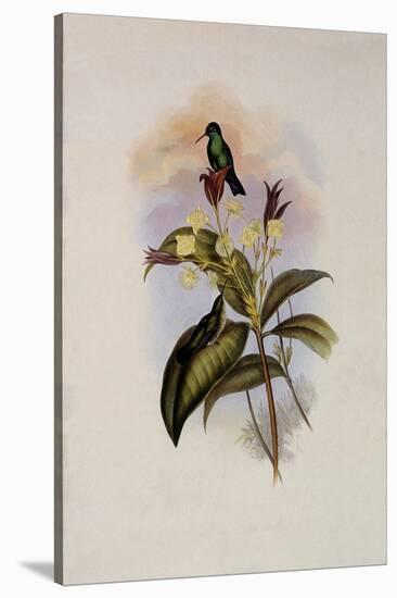 Blue-Chinned Sapphire, Eucephala C?ruleo-John Gould-Stretched Canvas