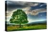 Blue Chip Sunset Tree-Robert Goldwitz-Stretched Canvas