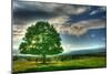 Blue Chip Sunset Tree-Robert Goldwitz-Mounted Photographic Print