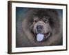 Blue Chow Chow Portrait-Jai Johnson-Framed Giclee Print