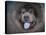 Blue Chow Chow Portrait-Jai Johnson-Stretched Canvas