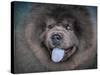 Blue Chow Chow Portrait-Jai Johnson-Stretched Canvas