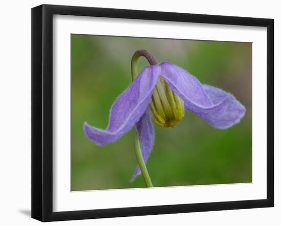 Blue Clematis (Clematis occidentalis) close-up of flower, growing in coniferous forest, Utah-Gianpiero Ferrari-Framed Photographic Print
