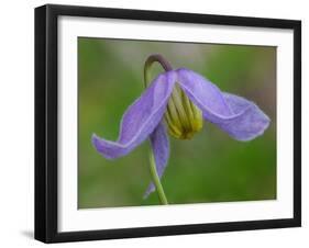 Blue Clematis (Clematis occidentalis) close-up of flower, growing in coniferous forest, Utah-Gianpiero Ferrari-Framed Photographic Print