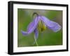 Blue Clematis (Clematis occidentalis) close-up of flower, growing in coniferous forest, Utah-Gianpiero Ferrari-Framed Photographic Print