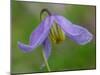 Blue Clematis (Clematis occidentalis) close-up of flower, growing in coniferous forest, Utah-Gianpiero Ferrari-Mounted Photographic Print
