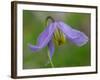 Blue Clematis (Clematis occidentalis) close-up of flower, growing in coniferous forest, Utah-Gianpiero Ferrari-Framed Photographic Print