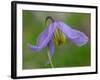 Blue Clematis (Clematis occidentalis) close-up of flower, growing in coniferous forest, Utah-Gianpiero Ferrari-Framed Photographic Print