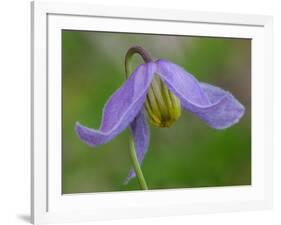 Blue Clematis (Clematis occidentalis) close-up of flower, growing in coniferous forest, Utah-Gianpiero Ferrari-Framed Photographic Print