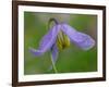 Blue Clematis (Clematis occidentalis) close-up of flower, growing in coniferous forest, Utah-Gianpiero Ferrari-Framed Photographic Print