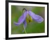 Blue Clematis (Clematis occidentalis) close-up of flower, growing in coniferous forest, Utah-Gianpiero Ferrari-Framed Photographic Print