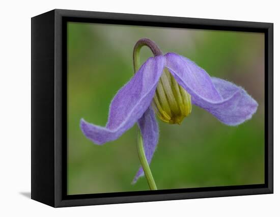 Blue Clematis (Clematis occidentalis) close-up of flower, growing in coniferous forest, Utah-Gianpiero Ferrari-Framed Stretched Canvas