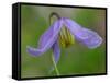 Blue Clematis (Clematis occidentalis) close-up of flower, growing in coniferous forest, Utah-Gianpiero Ferrari-Framed Stretched Canvas