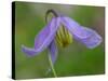Blue Clematis (Clematis occidentalis) close-up of flower, growing in coniferous forest, Utah-Gianpiero Ferrari-Stretched Canvas