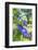 Blue Clematis-Lisa S. Engelbrecht-Framed Photographic Print